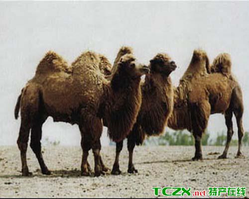 双峰野骆驼