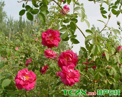 于田沙漠玫瑰的做法(于田县有利于沙漠玫瑰生长的气候条件)